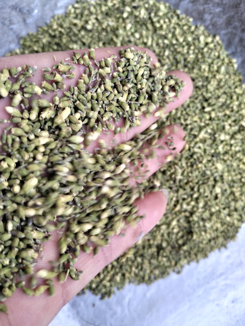 槐米子新货槐米槐树籽槐花米槐米茶新鲜无硫熏500克