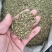 槐米子新货槐米槐树籽槐花米槐米茶新鲜无硫熏500克
