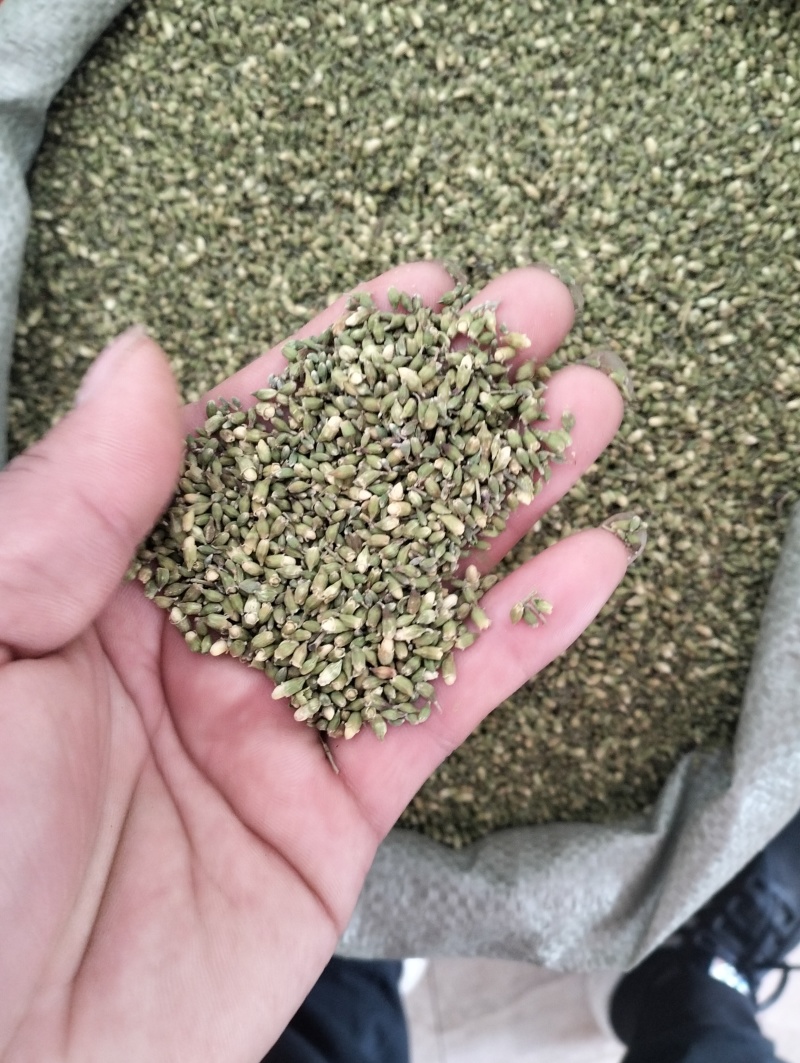 槐米子新货槐米槐树籽槐花米槐米茶新鲜无硫熏500克