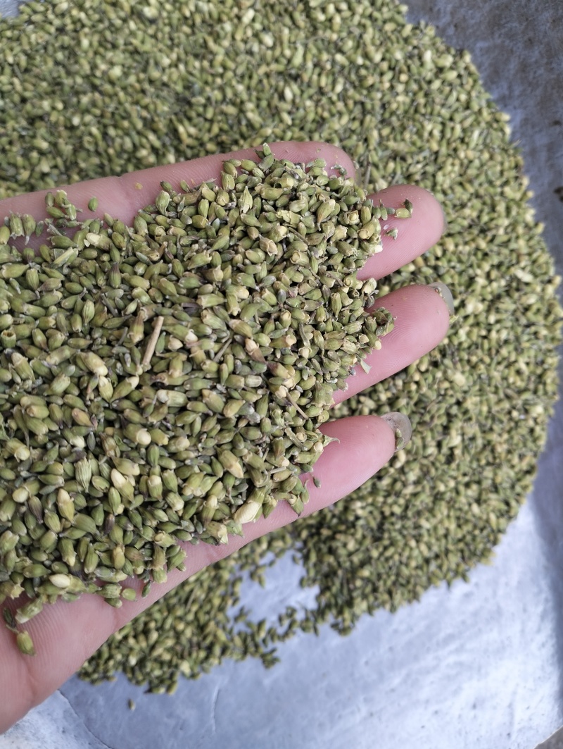 槐米子新货槐米槐树籽槐花米槐米茶新鲜无硫熏500克
