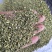 槐米子新货槐米槐树籽槐花米槐米茶新鲜无硫熏500克