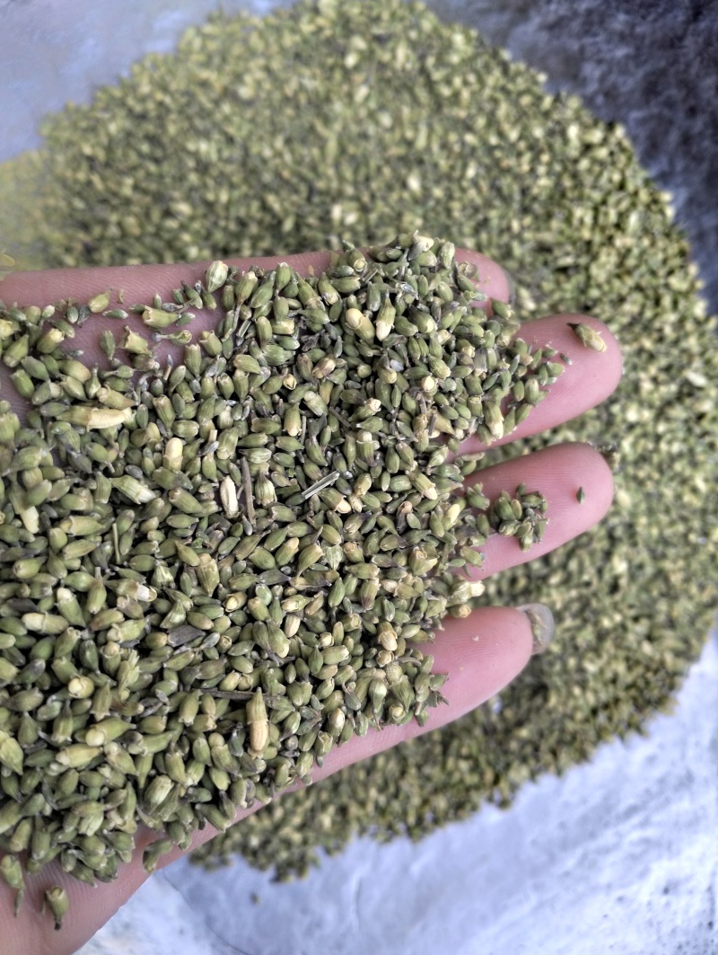 槐米子新货槐米槐树籽槐花米槐米茶新鲜无硫熏500克