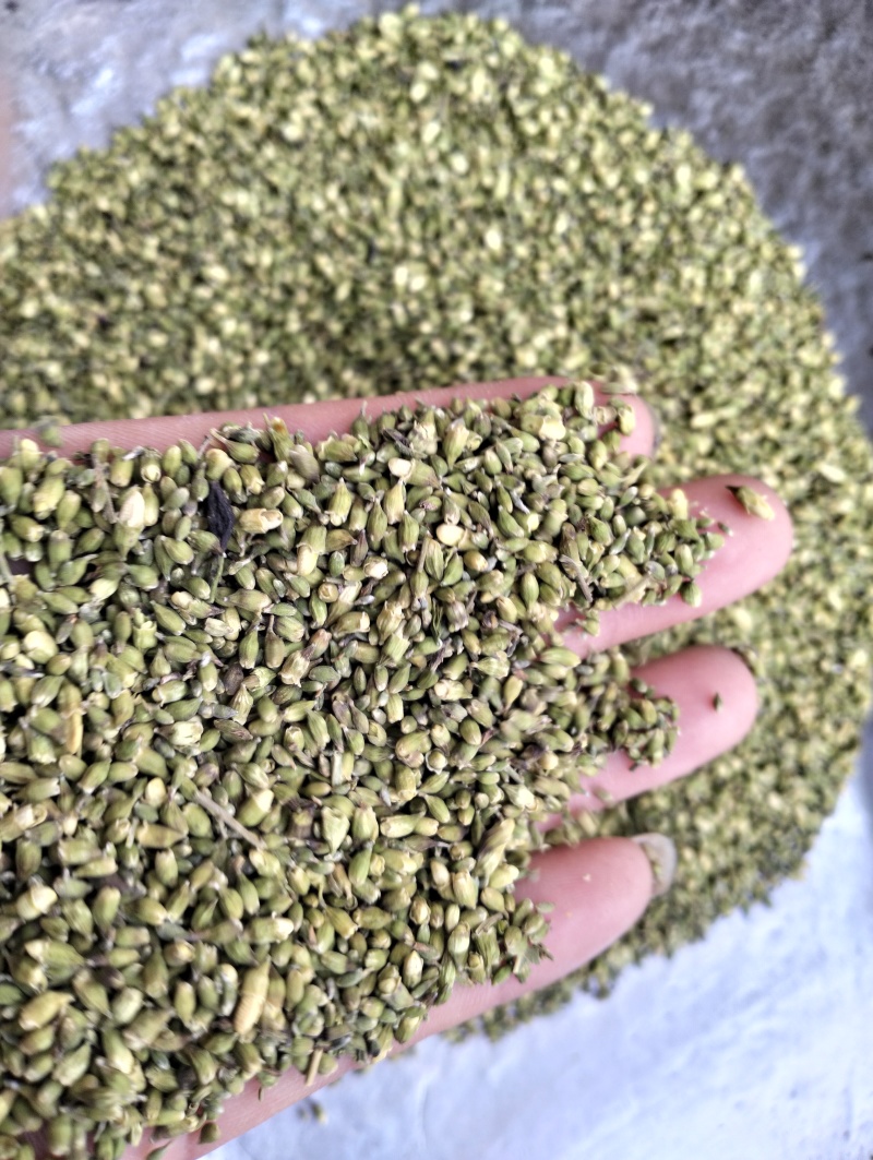 槐米子新货槐米槐树籽槐花米槐米茶新鲜无硫熏500克