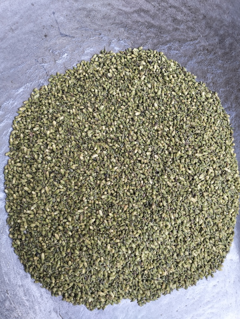 槐米子新货槐米槐树籽槐花米槐米茶新鲜无硫熏500克