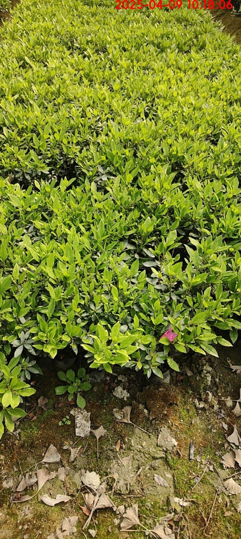 毛鹃杯苗，基地批发，大量出售，各种规格，量大从优