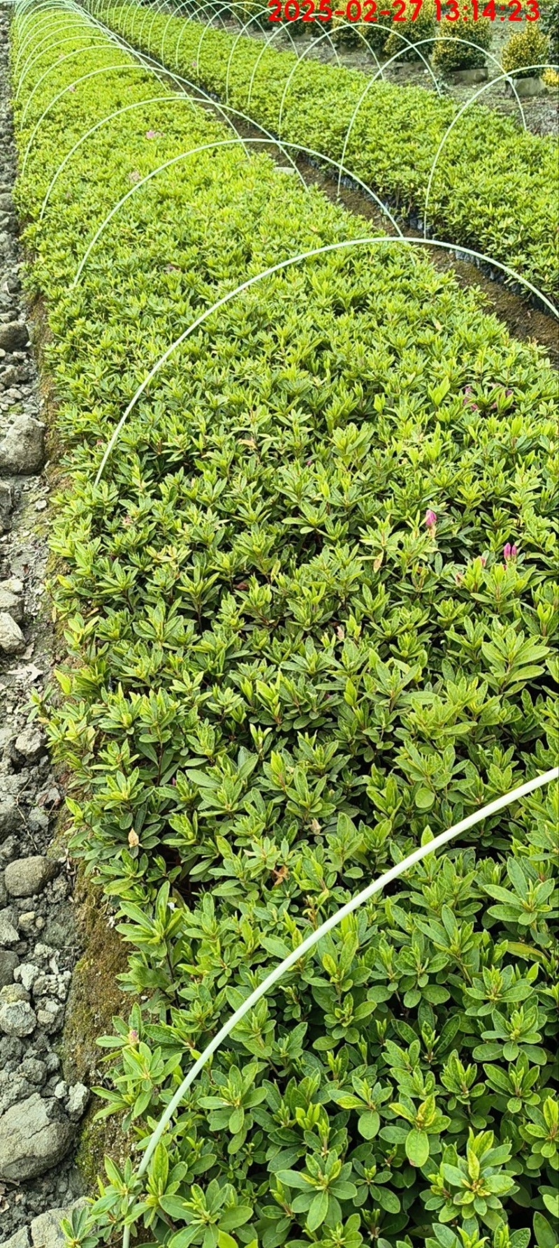 毛鹃杯苗，基地批发，大量出售，各种规格，量大从优