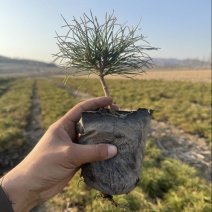 红松杯苗13×16杯，点籽三年10-23厘米