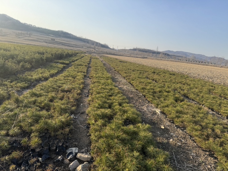 红松杯苗13×16杯，点籽三年10-23厘米