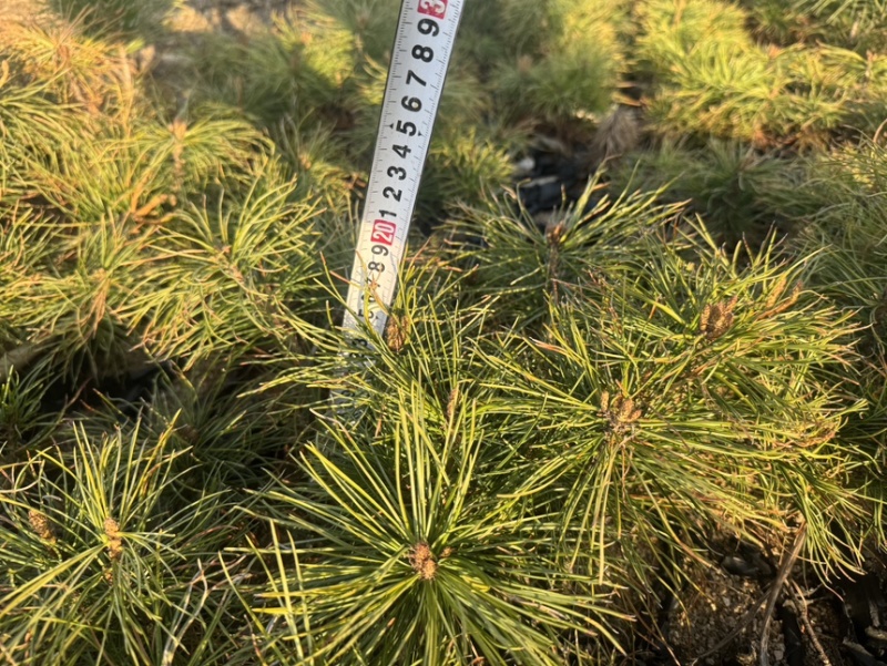 红松杯苗13×16杯，点籽三年10-23厘米