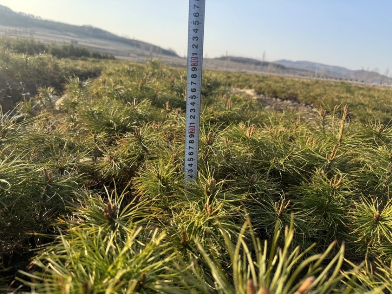 红松杯苗13×16杯，点籽三年10-23厘米