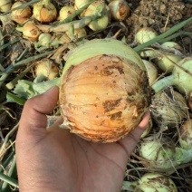 黄皮洋葱，大量有货，河南南阳新野产地