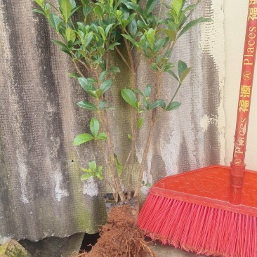 大量供应各类栀子花苗