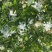 大量供应各类栀子花苗