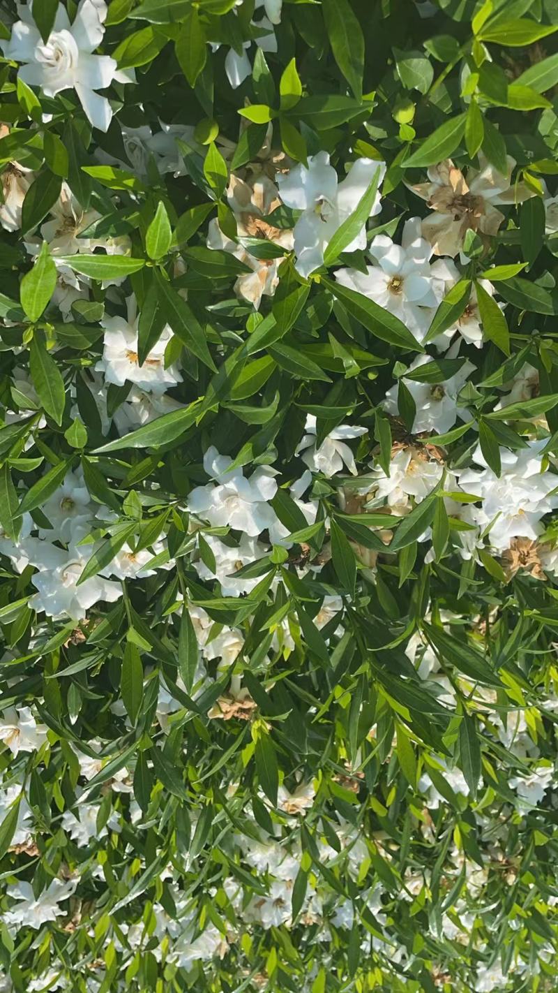 大量供应各类栀子花苗