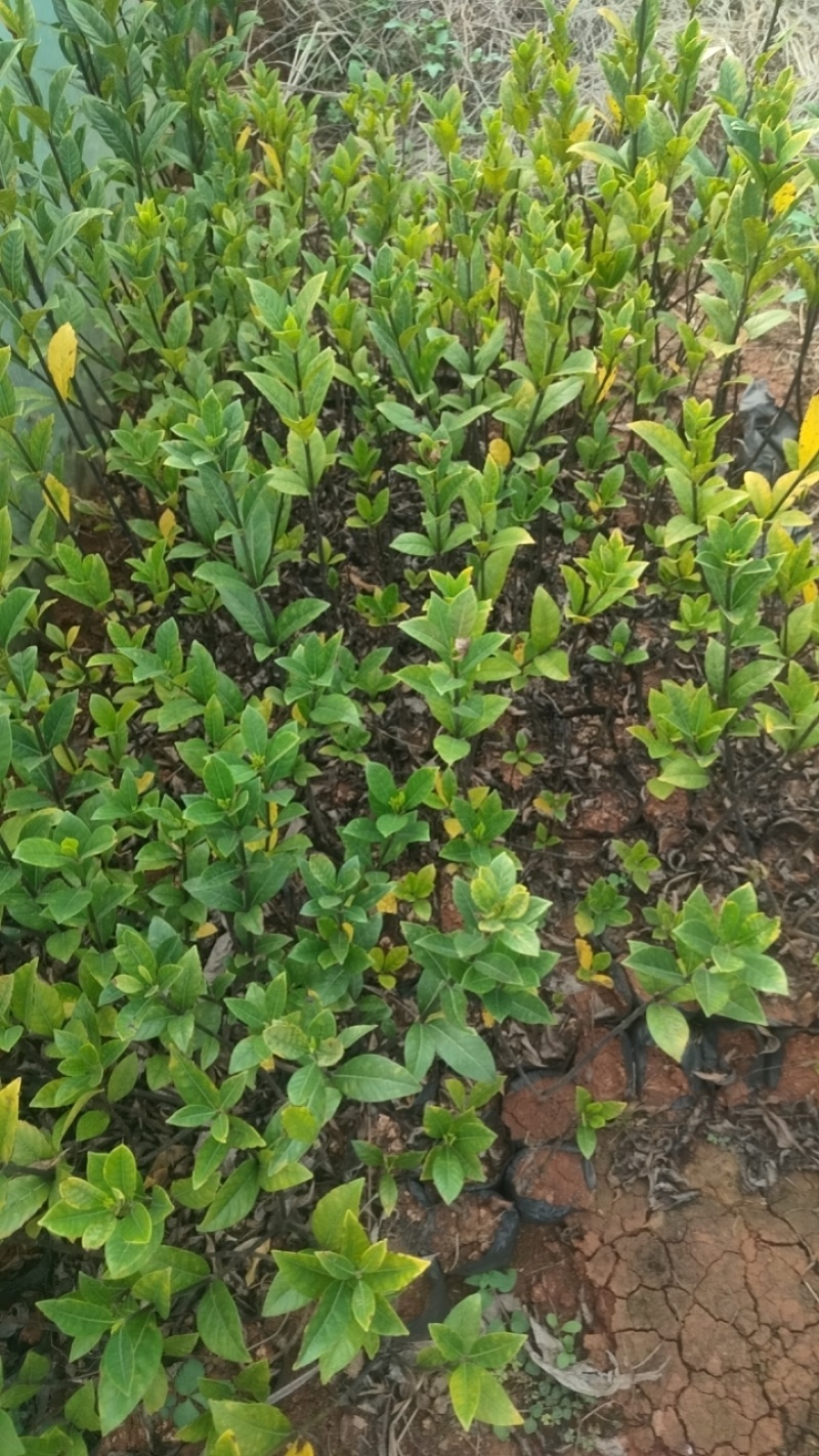 大量供应各类栀子花苗