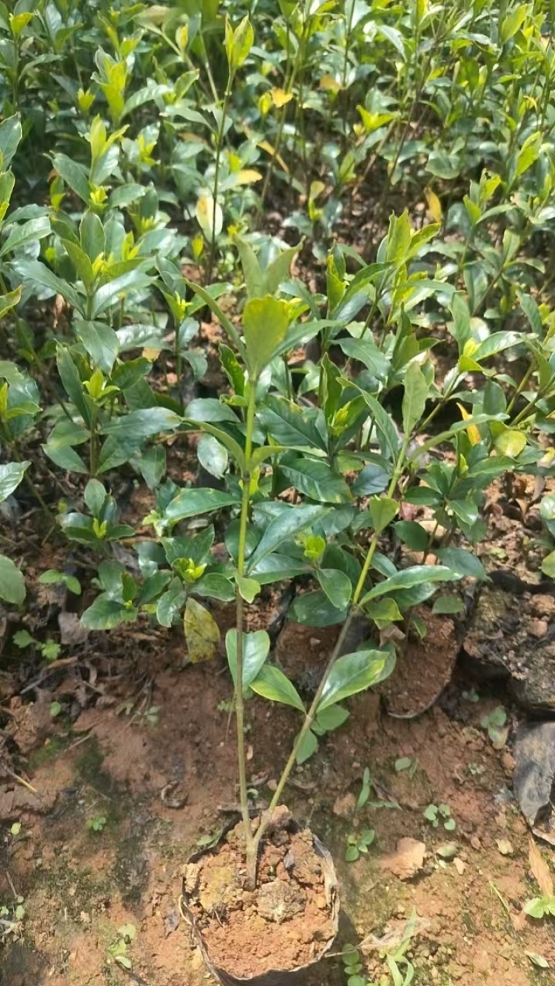 大量供应各类栀子花苗