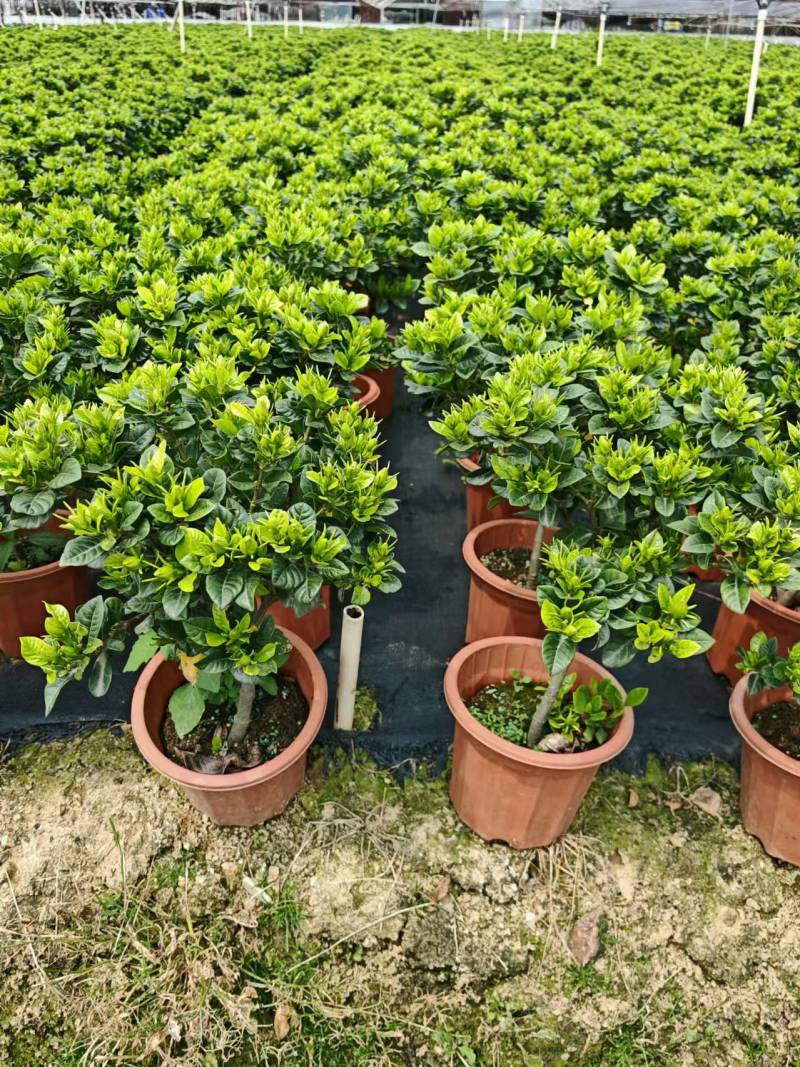 大量供应各类栀子花苗