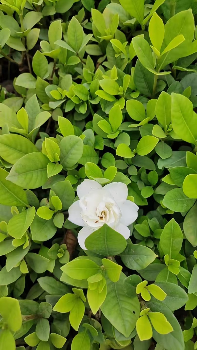 大量供应各类栀子花苗