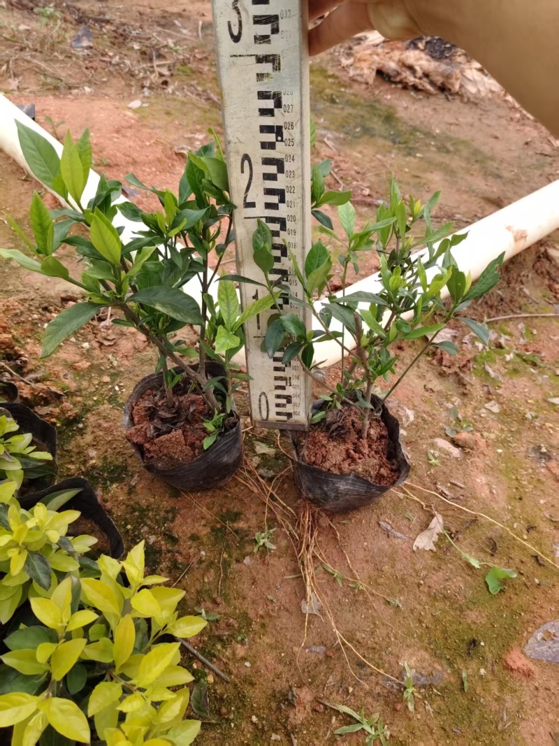 大量供应各类栀子花苗