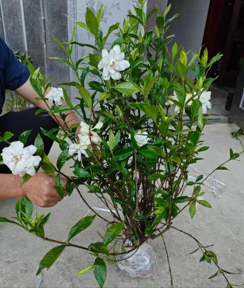 大量供应各类栀子花苗