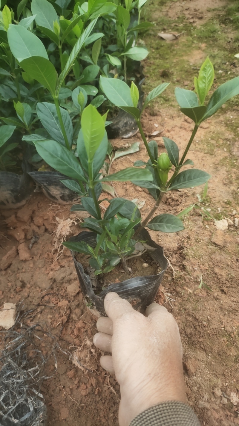 大量供应各类栀子花苗