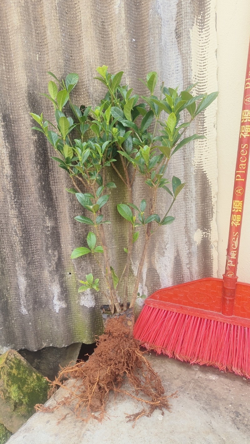 大量供应各类栀子花苗