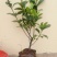 大量供应各类栀子花苗
