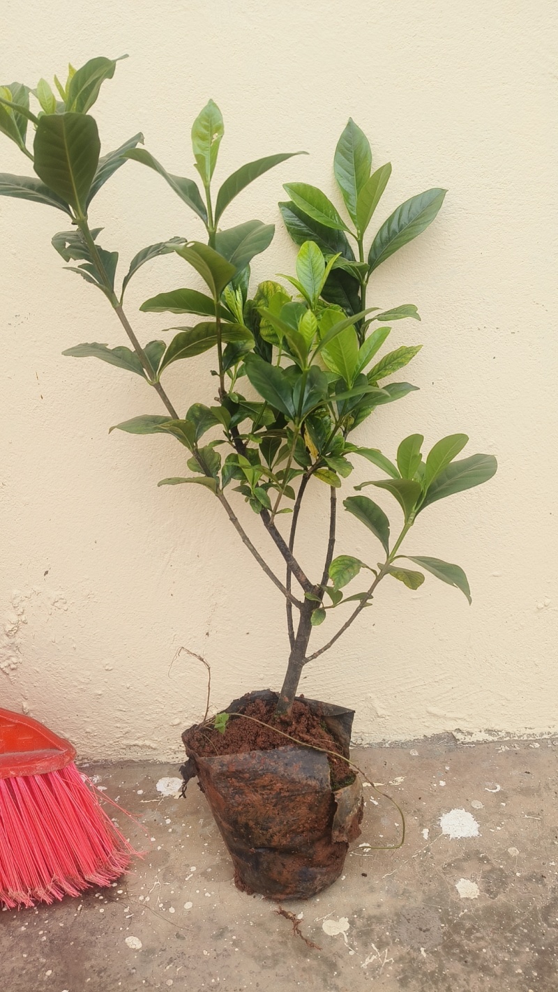 大量供应各类栀子花苗