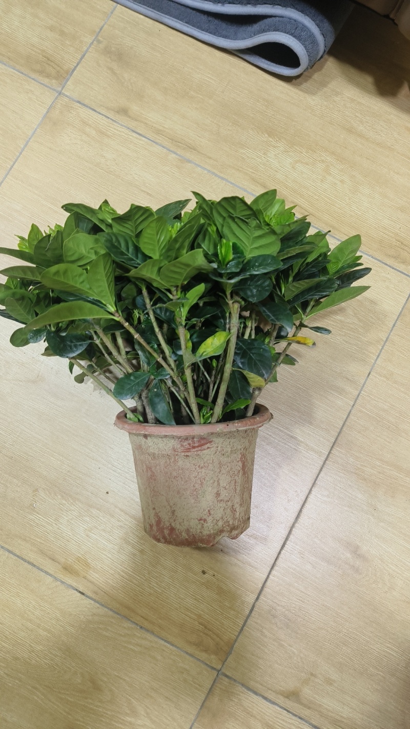 大量供应各类栀子花苗