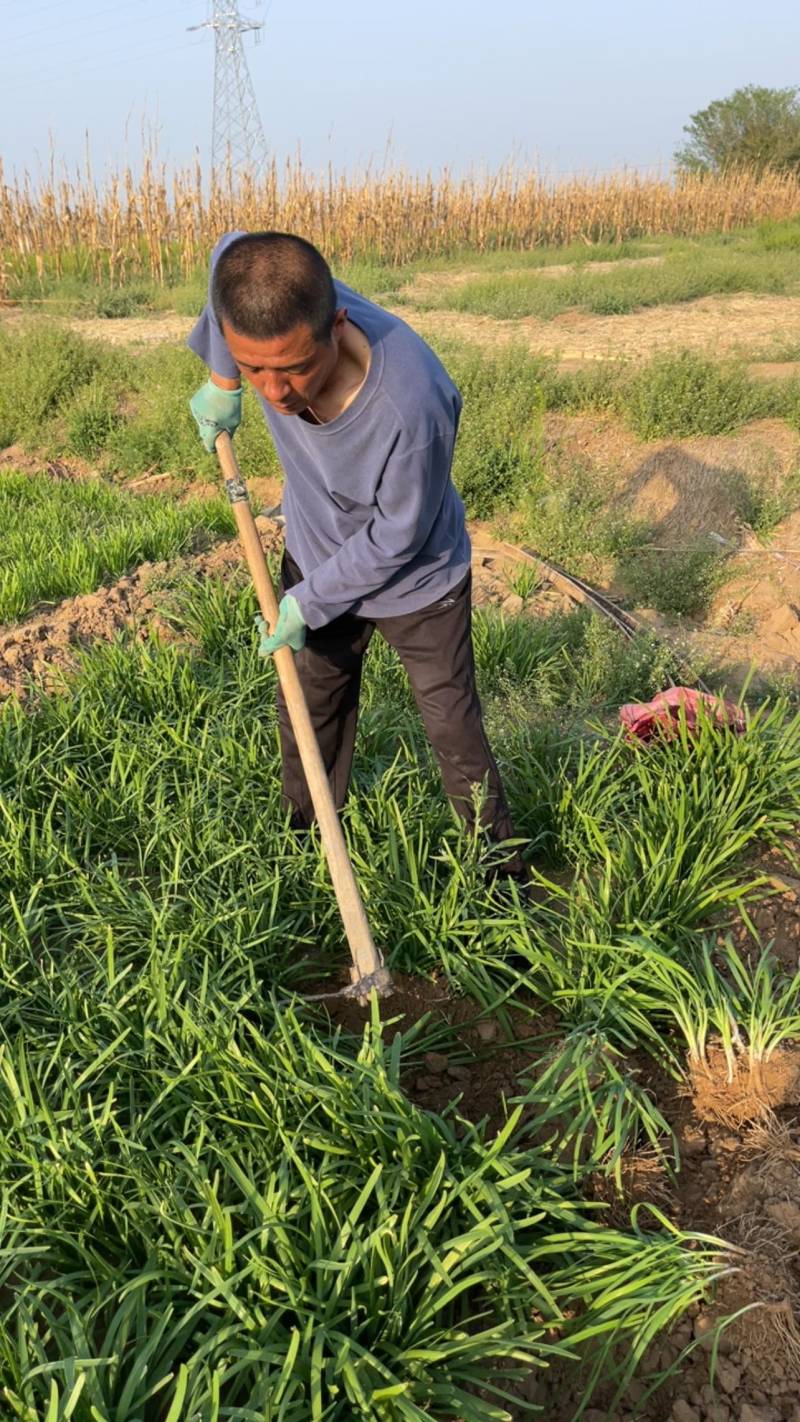 韭菜根大量批发