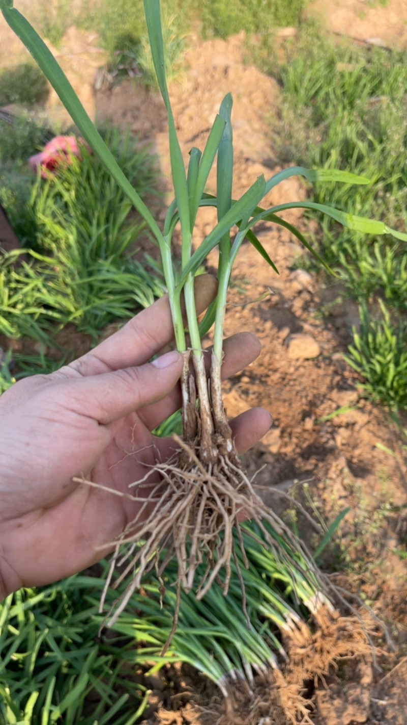 韭菜根大量批发