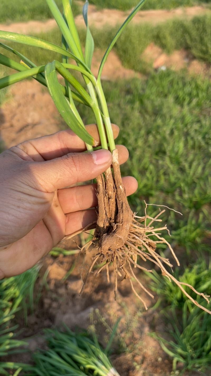 韭菜根大量批发