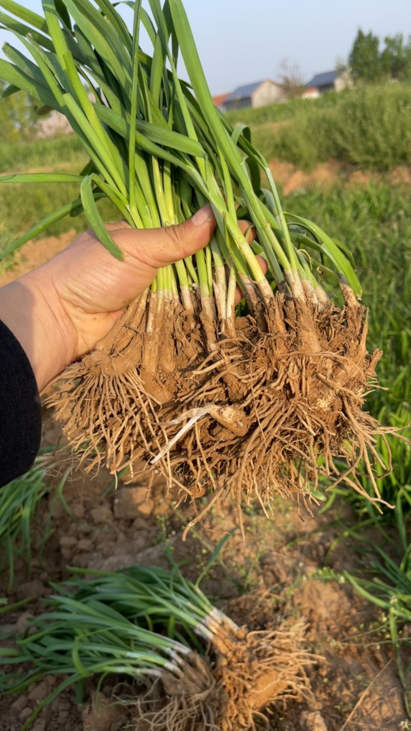 韭菜根大量批发