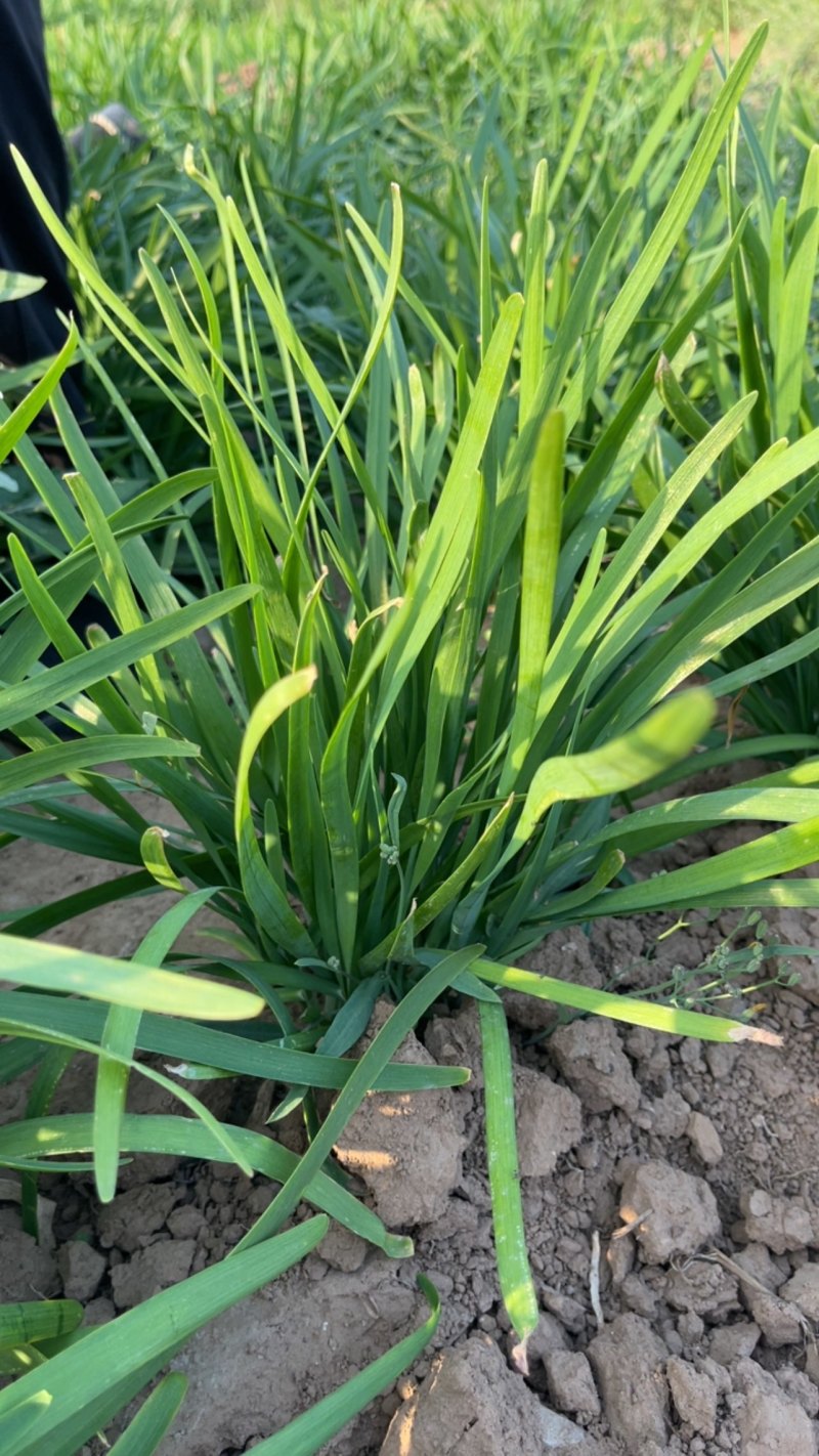 韭菜根批发