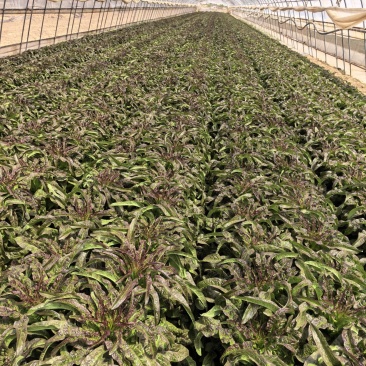精品大棚莴笋三五天左右上市需要的提前联系