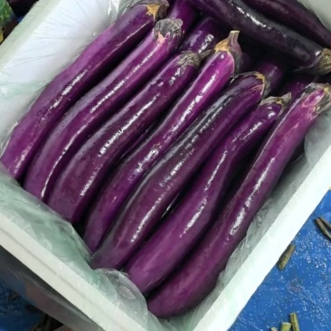 茄子大量上市