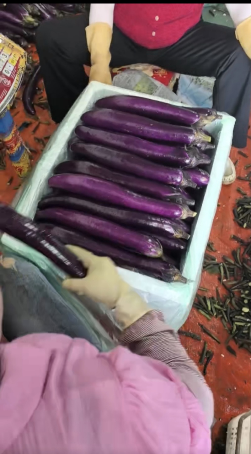 茄子大量上市