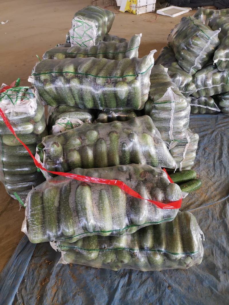 精品油绿苦瓜中熟品种口感好无渣微苦含甘价格优惠货源充足