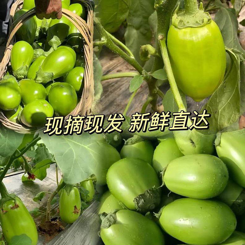 青茄瓜的魅力与欣赏：附青茄瓜图片展示- 一亩田