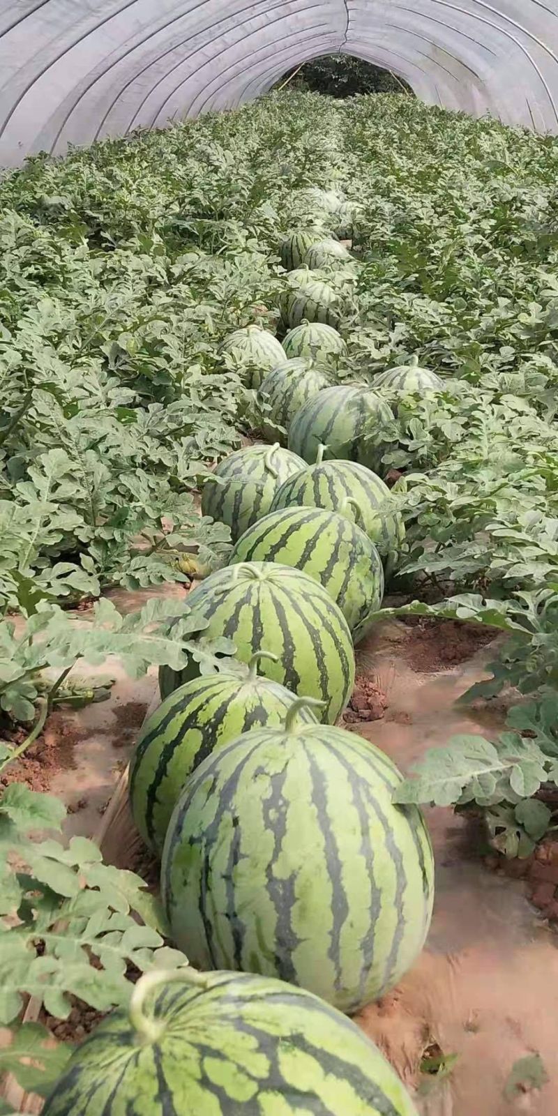 河南头茬美都西瓜大量上市基地直发/保质保量全国代发