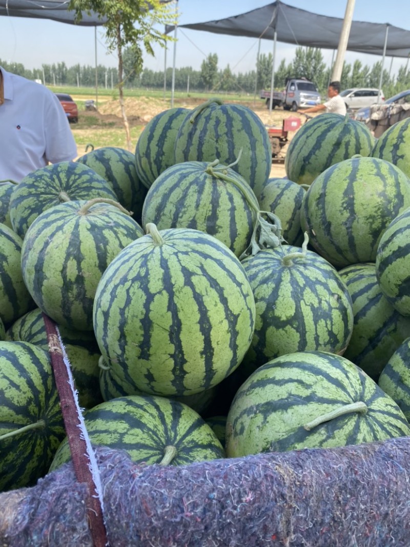 河南头茬美都西瓜大量上市基地直发/保质保量全国代发