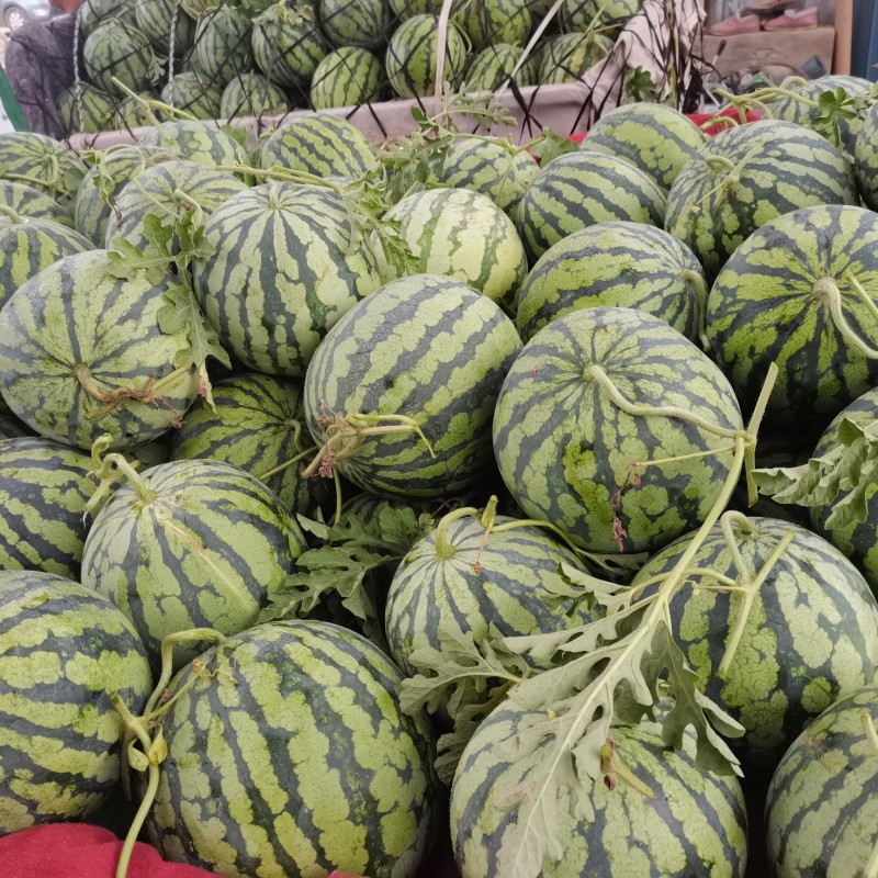河南头茬美都西瓜大量上市基地直发/保质保量全国代发