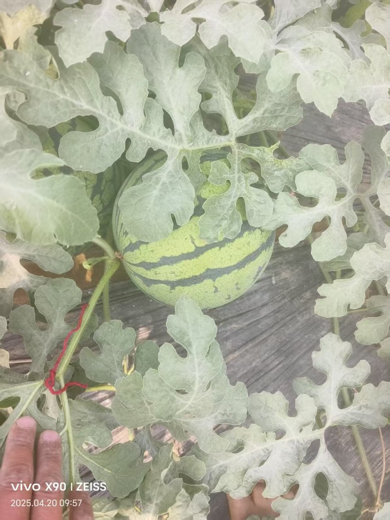 河南头茬美都西瓜大量上市基地直发/保质保量全国代发