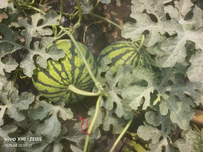 河南头茬美都西瓜大量上市基地直发/保质保量全国代发