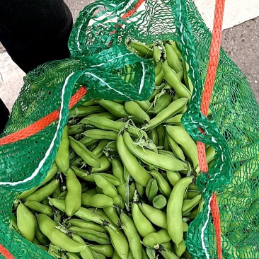 今天是4月20号。四川大白胡豆价格0.6