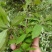 木姜子根香料