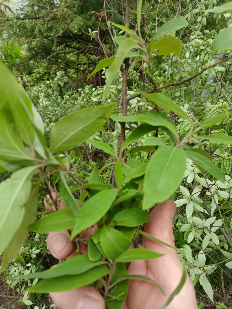 木姜子根香料