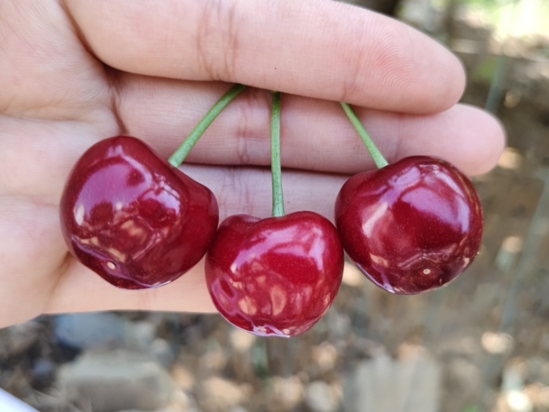露天红宝石，早大果大量现货对接市场批发商电商可实地考察收