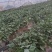 济薯26大田苗高剪苗