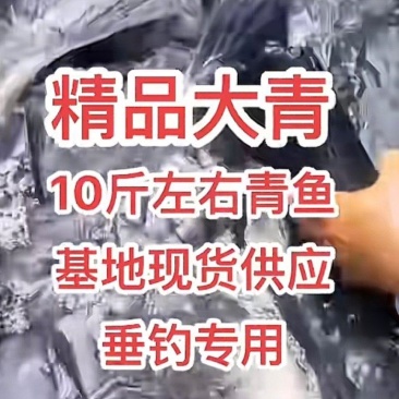 精品青鱼，各种淡水鱼